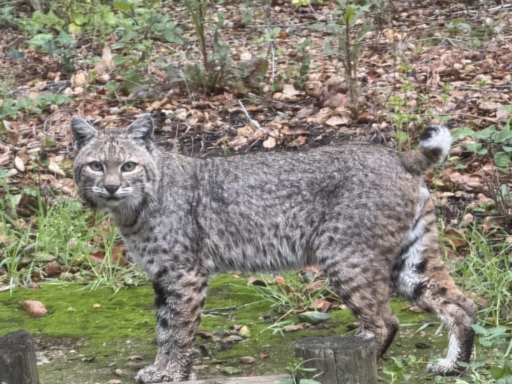 A bobcat at the edge of the oaks