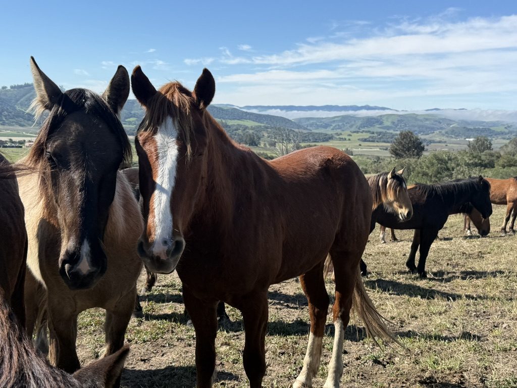 A band of wild horses grazing on the upper grass at first light