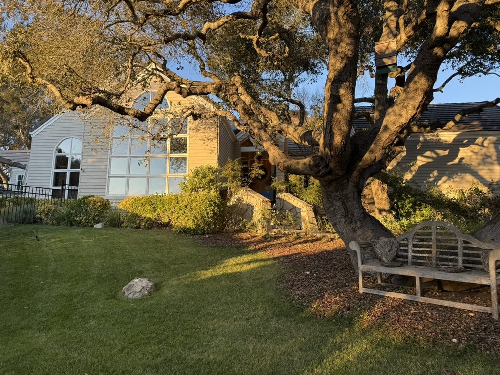 The house under its oaks, late light on the lawn