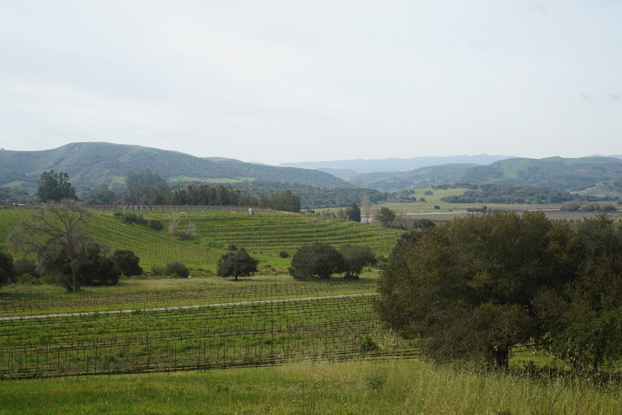 The valley opening west toward the vineyards under the marine layer