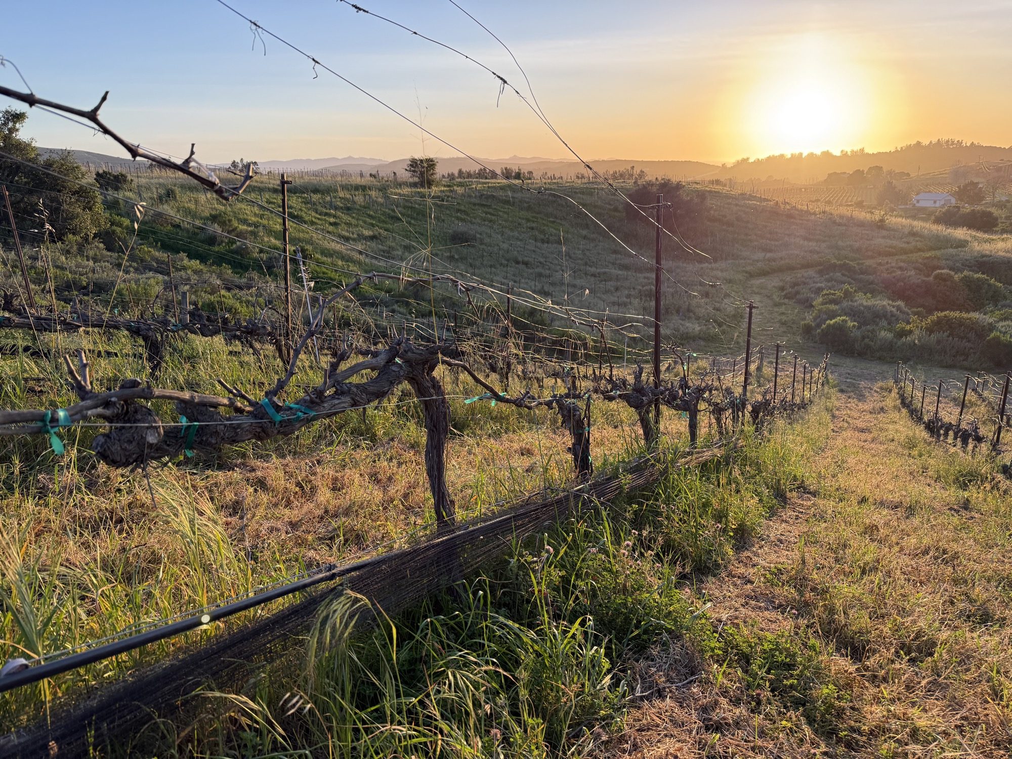 The vineyard rows at the end of the day